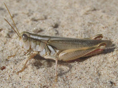 Melanoplus foedus foedus
