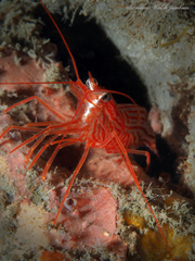 Lysmata rafa