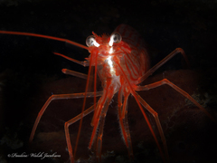 Lysmata rafa