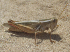 Melanoplus foedus foedus