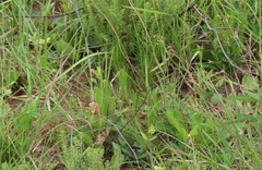 Bulbostylis hispidula pyriformis