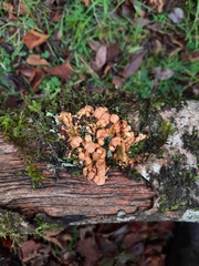 Hypocreopsis rhododendri