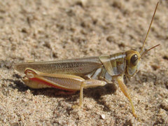 Melanoplus foedus foedus