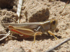 Melanoplus foedus foedus