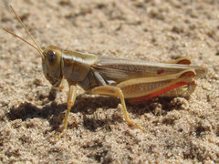 Melanoplus foedus foedus