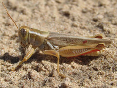Melanoplus foedus foedus