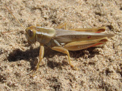 Melanoplus foedus foedus