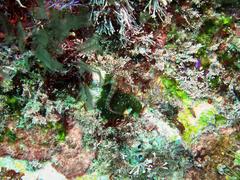 Notoclinops yaldwyni