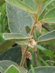 Diospyros galpinii