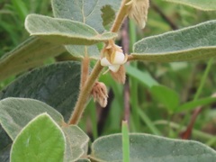 Diospyros galpinii