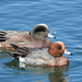 Wigeons and Allies - Photo (c) James M. Maley, some rights reserved (CC BY), uploaded by James M. Maley