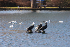 Phalacrocorax carbo