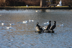 Phalacrocorax carbo