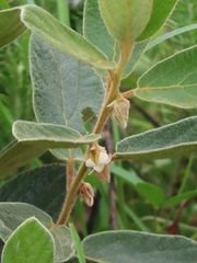 Diospyros galpinii