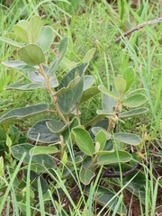 Diospyros galpinii