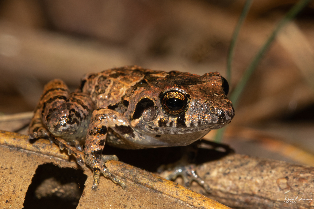 Gabb's Dirt Frog