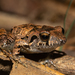 Gabb's Dirt Frog - Photo (c) Randall Jiménez, some rights reserved (CC BY-NC), uploaded by Randall Jiménez