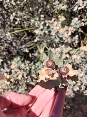 Andricus reticulatus