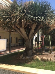 Dracaena draco
