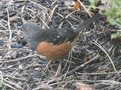 Pipilo maculatus oregonus