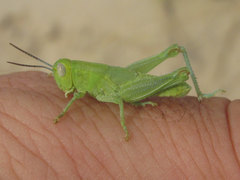Melanoplus foedus foedus