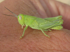 Melanoplus foedus foedus