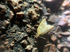 Aleimma loeflingiana