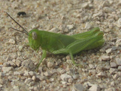 Melanoplus foedus foedus