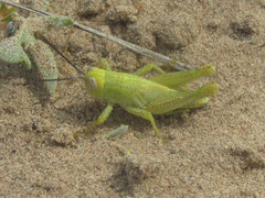 Melanoplus foedus foedus