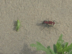 Melanoplus foedus foedus