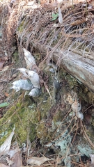 Catasetinae