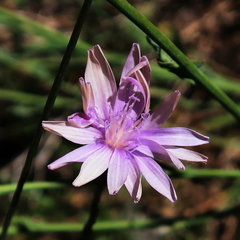 Lactuca tenerrima