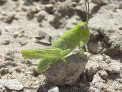 Melanoplus foedus foedus