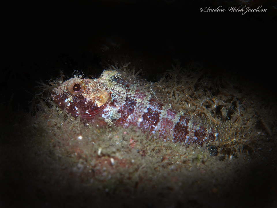 Downy Blenny