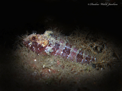 Downy Blenny photo 1