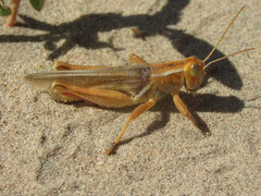 Melanoplus foedus foedus
