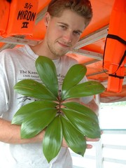 Zamia ulei