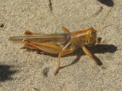 Melanoplus foedus foedus