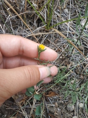 Galatella linosyris