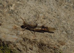 Sphingonotus lluciapomaresi