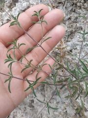 Satureja hortensis