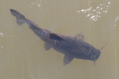 Steindachneridion melanodermatum