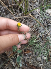 Galatella linosyris