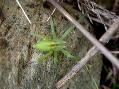 Micrommata ligurina
