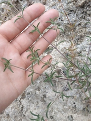 Satureja hortensis