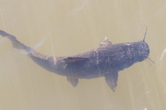 Steindachneridion melanodermatum