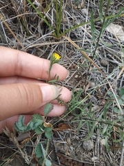 Galatella linosyris