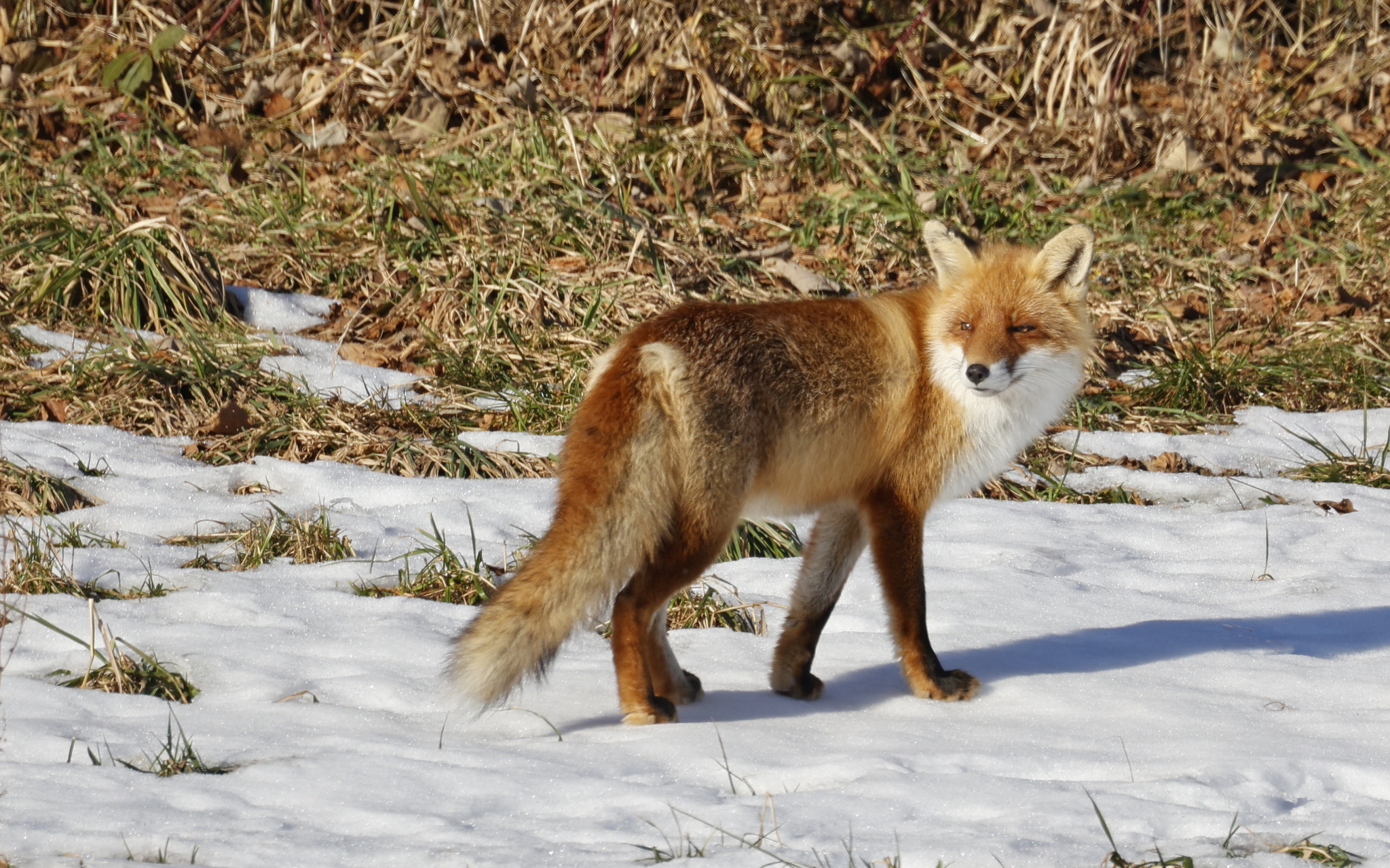 European red foxes fur boa