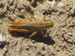 Melanoplus foedus foedus