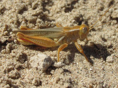 Melanoplus foedus foedus